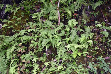 縮羽金星蕨|縮羽金星蕨 (Parathelypteris beddomei)